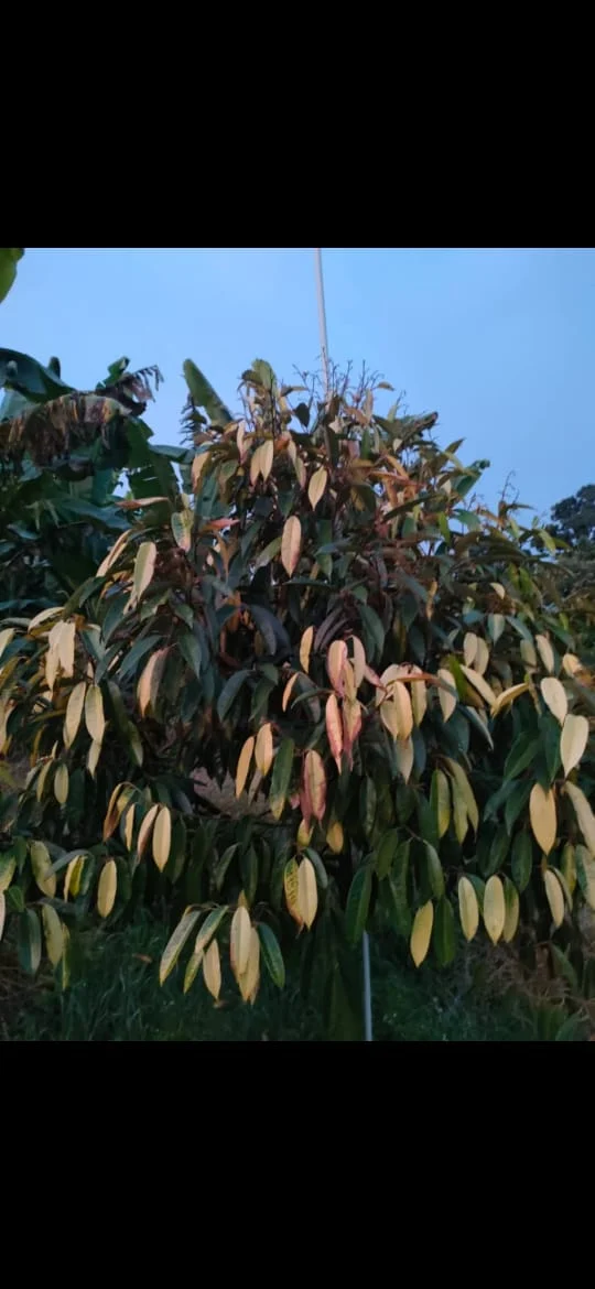 Daun pokok durian yang berwarna hijau gelap di dalam dan kuning di luar